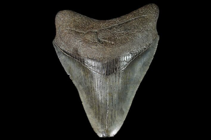 Serrated Fossil Megalodon Tooth #129984